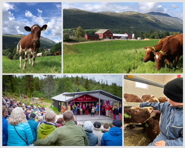 Eien - Marit Eggen - mjølkeku