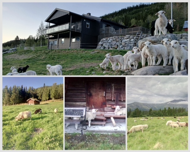 Gravs-Gjelta - Sæming Nystuen