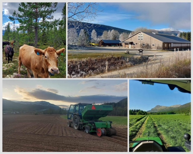 Søgardsegga - Johann Kirkbakk - mjølkeku og ammeku og mandelpoterer