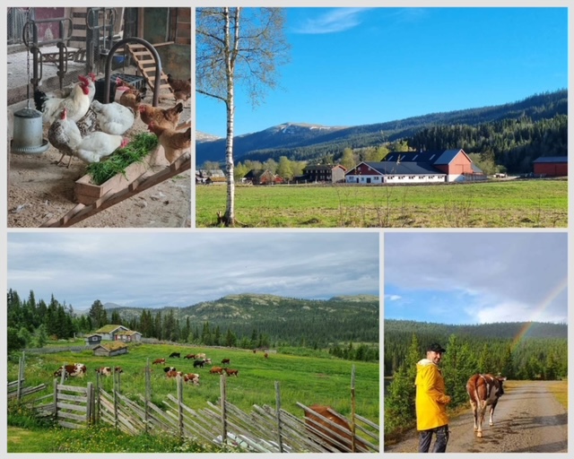 Moen Nørdre - Jon B. Moen - mjølkeku