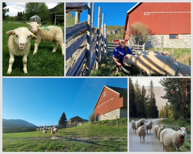 Reiten Nordre - Martin Reiten - sau