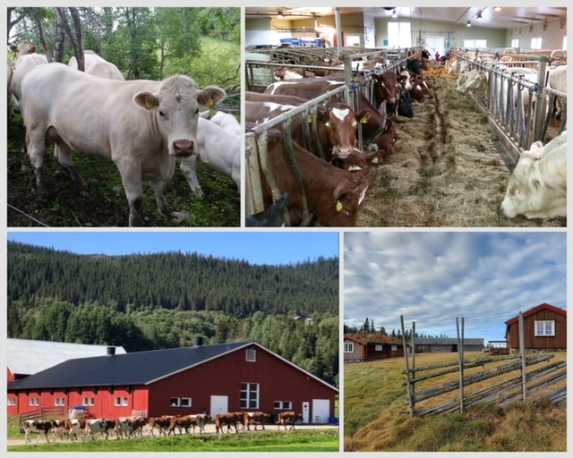 Engen - Ola Engen - mjølkeku  og ammeku