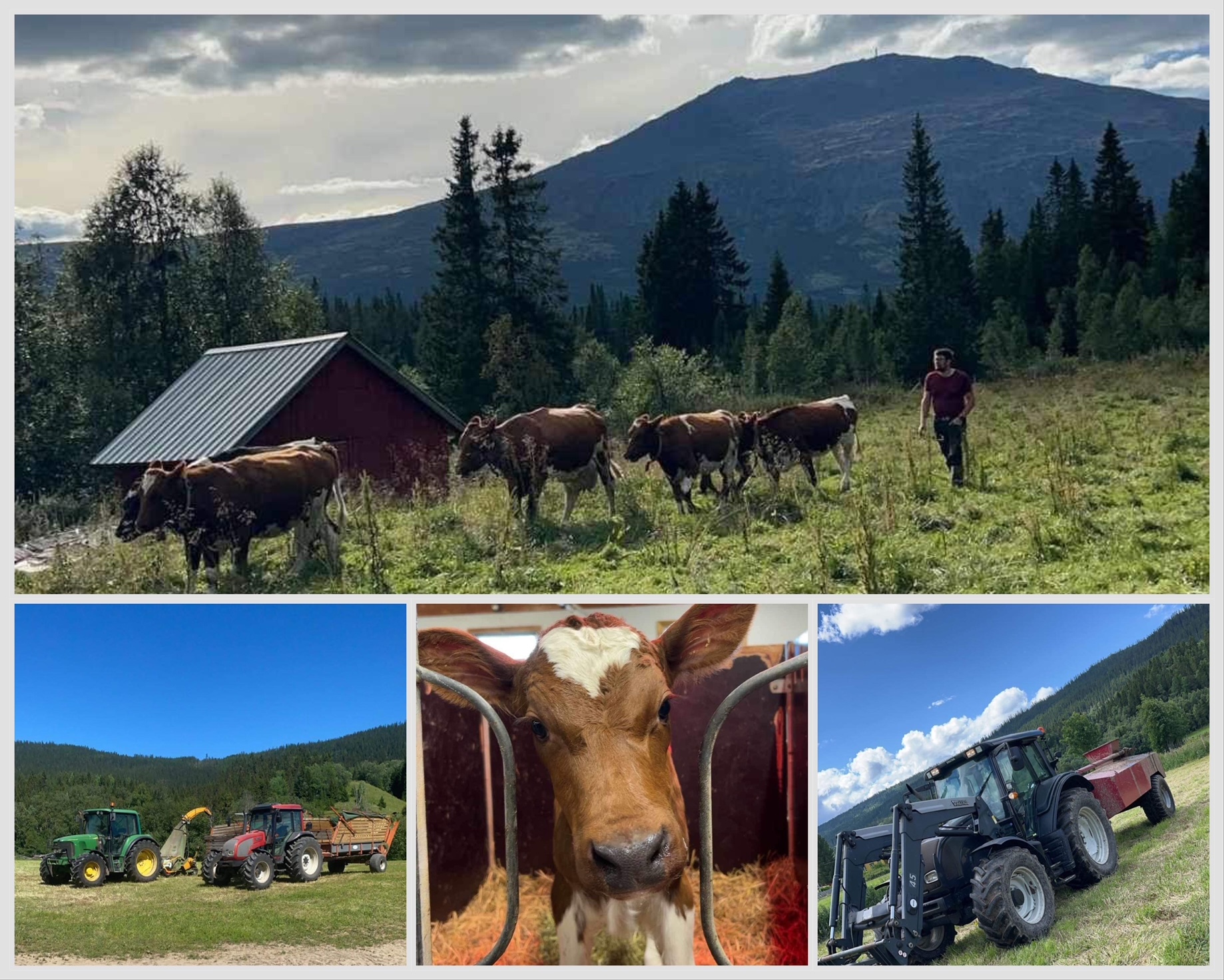 Moen Nedre - Åsmund Moen - mjølkeku